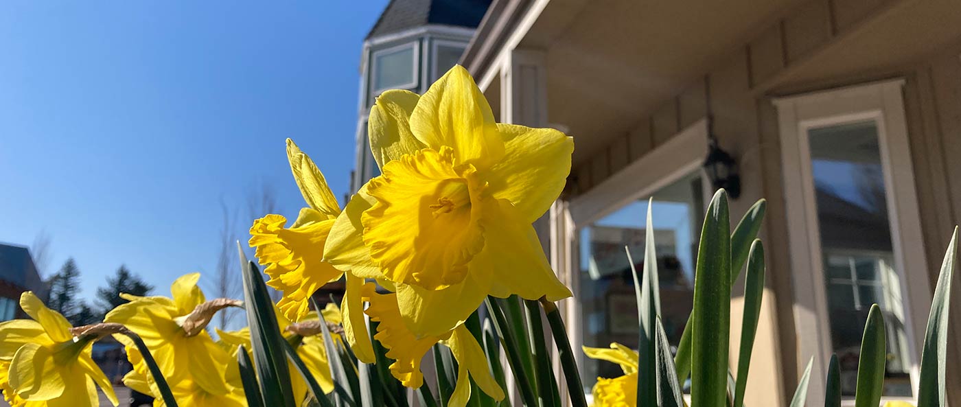 daffodils in the sunlight