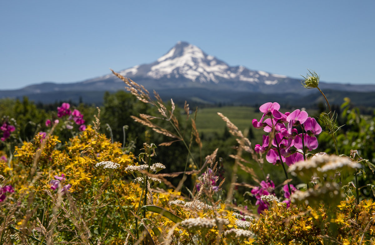 Blurred view of Mt. Hood with wildflowers in the foreground