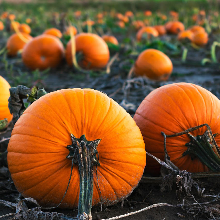 Celebrate Fall at Local Farms and Pumpkin Patches Photo